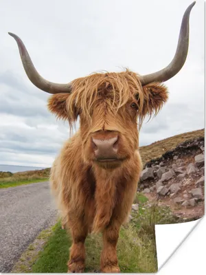 Produktbild von MuchoWow® Poster Schottischer Highlander - Hörner - Berg 90x120 cm - Wohnzimmer