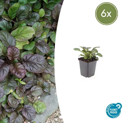 Produktbild von Bodendecker – Ajuga reptans 'Catlin's Giant' – 9-cm-Topf – 6er-Set