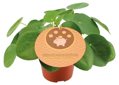 Zdjęcie produktu dla Pilea Peperomioides - 20cm - Ø12cm - Roślina doniczkowa - Zimozielony