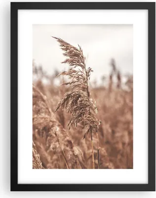 Produktbild von Gerahmtes Poster - Schwarzer Rahmen - Zuckerrohr Wiese Boho - 30x40 cm - Wand Bild - Wanddeko - Wandbilder - Kunstposter - Wandposter - Bilderrahmen - Bilder - Kunstdruck - P2BPA30x40-4709