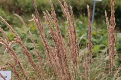 Produktbild von 6 x  Pennisetum alop. 'Herbstzauber' - Lampenputzergras  - Topf 9 x 9 cm