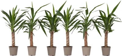 Zdjęcie produktu dla Jukka - 6 szt - Yucca elephantipes - Wysokość 50-60cm - ⌀14cm