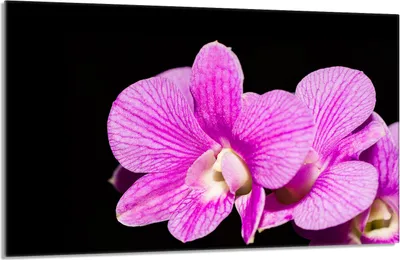 Produktbild von Glasschutzplatte für den Herd 80x52 Orchidea