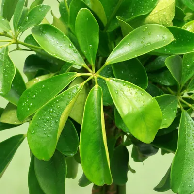 Image de Green boutiQ - Plante d'intérieur - Schefflera - Schefflera Nora - Vert - Peu d'entretien - 1 plante - avec pot gris - Pot 21 cm - Hauteur 70 à 80 cm
