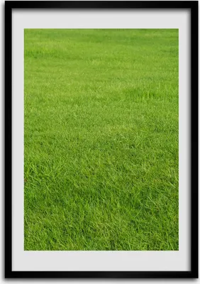 Produktbild von Bild - Bilderrahmen - Foto - 70 cm x 100 cm - MDF - Rahmen - Wandkunst - Grünes Gras