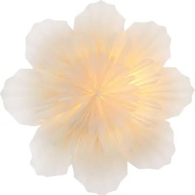 Produktbild von Stella-Azalea
