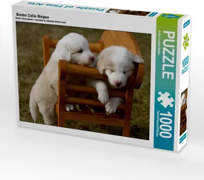 Produktbild von Calvendo Border Collie Welpen 1000 Teile Puzzle quer 640x480mm, Lindert-Rottke Antje; 7335276