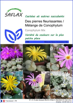 Image de SAFLAX  - Des pierres fleurissantes / Mélange de Conophytum - 40 graines - Conophytum