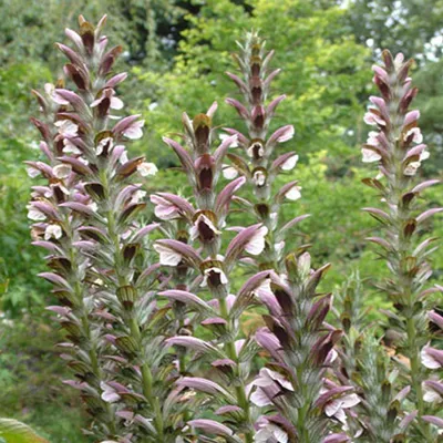 Produktbild von 6 x Balkan Bärenklaue  - Acanthus hungaricus 'White Lips'  | Topf 9cm x 9cm