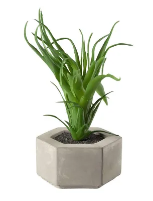 Obrázok produktu pre ASA Maxi sukulent I, zelený DEKO D. 9 cm, v sivom betónovom kvetináči 66250444