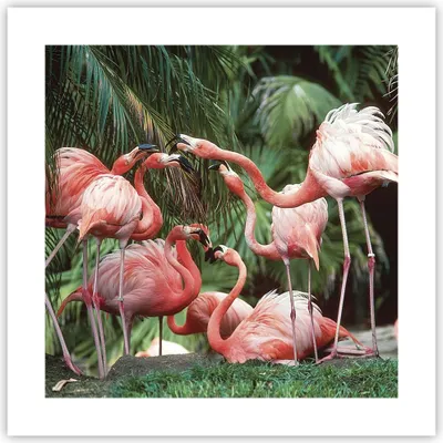Produktbild von Poster - Poster ohne Rahmen - Palmen Herde Flamingos - 40x40 cm - Wand Bild - Wanddeko - Wandbilder - Kunstposter - Wandposter - Bilder - Kunstdruck - Wanddekoration - Wandbild - P2XAC40x40-4804