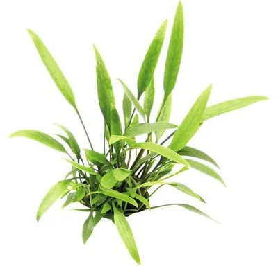 Obrázek produktu pro Vodní rostlina Cryptocoryne lucens