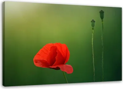 Immagine prodotto di Quadro su tela papaveri su sfondo verde 90x60 cm Feeby rosso quadro da parete pronto per essere appeso
