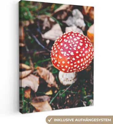 Zdjęcie produktu dla MuchoWow® - Obraz na płótnie - jesień - grzyby - liście - natura, obraz na ścianę, dekoracja ścienna obrazy do salonu, 90x120cm