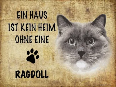 Produktbild von vianmo Holzschild 30x40 cm Ragdoll Katze ohne kein Heim