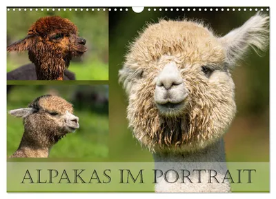 Produktbild von Alpakas im Portrait (Wandkalender 2027 DIN A3 quer), CALVENDO Monatskalender