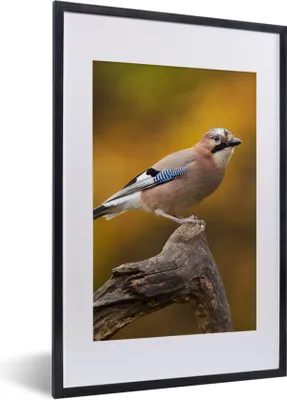 Produktbild von MuchoWow® Gerahmtes Poster Vogel - Zweig - Eichelhäher 40x60 cm - Poster mit Schwarzem Bilderrahmen Wandposter Rahmen Foto Bilder - Poster in Rahmen