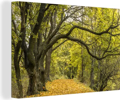 Produktbild von OneMillionCanvasses® - Leinwandbilder - 150x100 cm, Äste auf einem Waldweg, Wandbilder Kunstdruck Wanddekoration