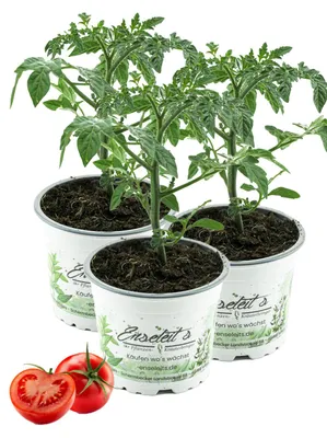 Produktbild von Enseleits 3er Set Tomatenpflanze Harzfeuer F1, Tomaten Pflanzen, Pflanze, Frische Gemüsepflanzen