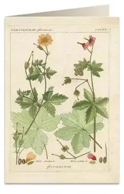 Productafbeelding van Karnet B6 + koperta 6057 Pelargonia pachnąca - Tassotti