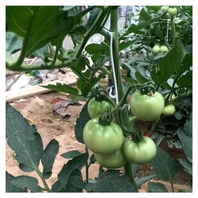 Produktbild von Tomatenhaken, 100 Stück Pflanzenstützen zur Vermeidung von Tomaten- und Obstklumpen
