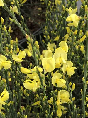 Immagine prodotto di Cytisus praecox 'Allgold' - Ginestra 40-60 cm contenitore