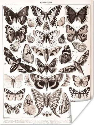 Produktbild von MuchoWow® Poster Schmetterling - Tiere - Schwarz - Weiß 90x120 cm - Wohnzimmer