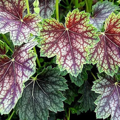 Image de 6 x heuchères « Beauty Colour »  - Pot 9 cm x 9 cm