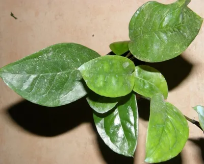 Produktbild von 1 Topf Anubia nigeria, Neuheit, Rarität