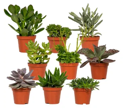 Produktbild von Sukkulenten Mix Everspring  - 18 Stück - 10 cm - Ø8,5 - 9