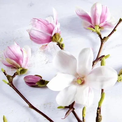 Produktbild von 20 Cocktailservietten Magnolia - Natürliche Magnolie 24x24cm