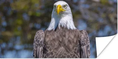 Produktbild von MuchoWow® Poster Ein Weißkopfseeadler sitzt auf einem Holzpfahl 160x80 cm - Foto Poster