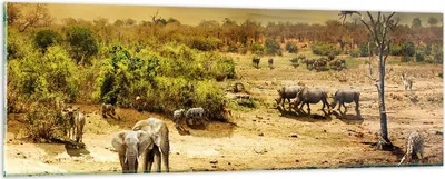 Produktbild von Bilder auf glas - Safari Tiere - 90x30cm - Glasbilder - Wandbilder - Bilder - Kunstdruck - zum Aufhängen bereit - Wanddekoration aus Glas - Glas Bilder - Wandbild auf Glas - Einteilig - GAB90x30-3880