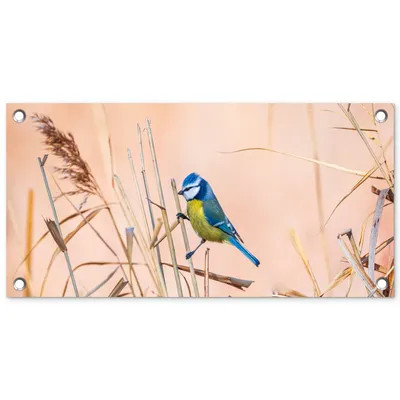 Obrázek produktu pro MuchoWow® Zahradní plakáty - Pták - Sýkora modřinka - Reed - 30x60 cm - Zahradní dekorace