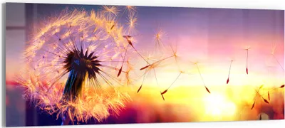Produktbild von DEQORI Glasbild Echtglas 125x50 cm 'Pusteblume im Abendlicht' Wandbild Bild modern Deko