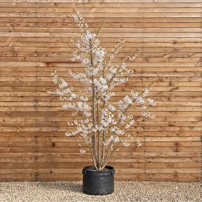 Produktbild von Zierkirsche 'The Bride' 250-300 cm - Prunus incisa mehrstämmig