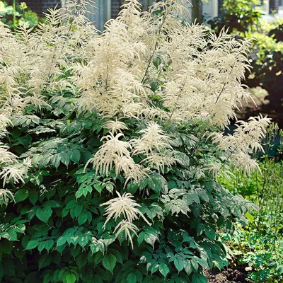 A large plant with feathery white flowers and dark green leaves, growing in a garden setting.