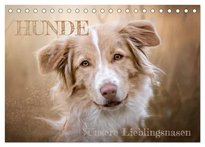 Produktbild von Hunde - Unsere Lieblingsnasen (Tischkalender 2027 DIN A5 quer), CALVENDO Monatskalender