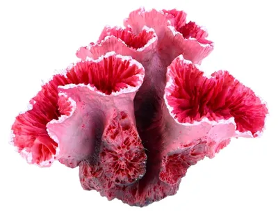 Produktbild von Rosa Korallen für die Aquariengestaltung