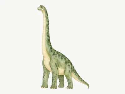 Samolepka na zeď Velký brachiosaurus: Design