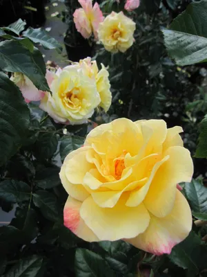 Produktbild von Kletterrose Moonlight® - Rosa Moonlight® - zitronengelb - Duft+ - Kordes-Rose