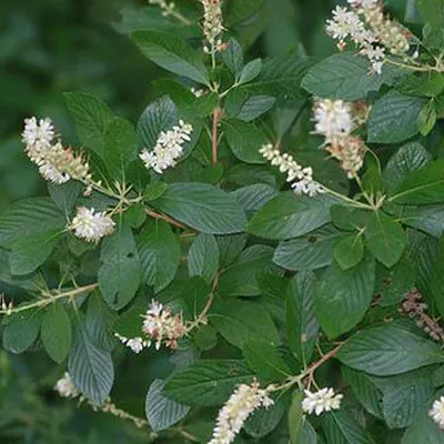Produktbild von 2 x  Silberkerzenstrauch - Clethra alnifolia  | 50-60 cm in Container