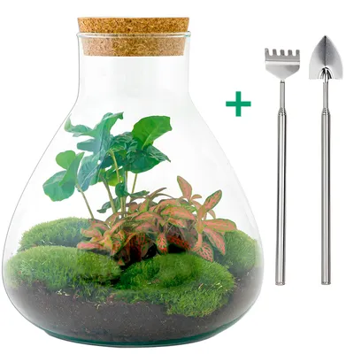 Image de Kit Jardin en Bouteille - Sammie Coffea - Terrarium DIY - 26 cm de haut - Rake & Shovel inclus