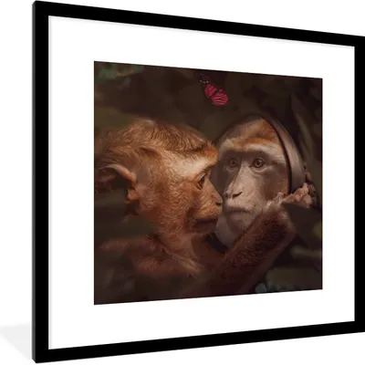 Produktbild von MuchoWow® MuchoWow® Gerahmtes Poster Schmetterling - Affe - Tiere - Dschungel 40x40 cm - Poster mit zchwarzem Bilderrahmen - Poster - Plakat im Rahmen