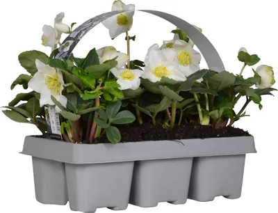 Produktbild von Bloomique - 6er Set - Helleborus Niger - Christrose - Schneerose - Pflanzen Echt - Winterblüher - Höhe 15-20 cm - Topf 9 cm
