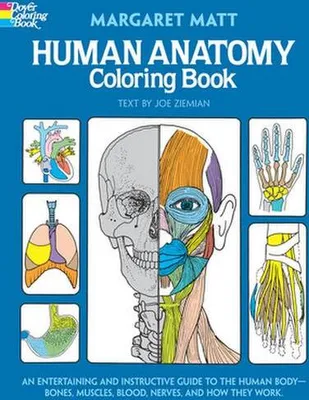 Produktbild von Human Anatomy
