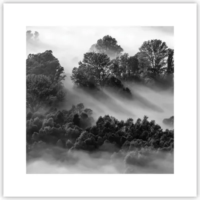 Produktbild von Poster - Poster ohne Rahmen - Schwarzweiß Bäume Nebel - 30x30 cm - Wand Bild - Wanddeko - Wandbilder - Kunstposter - Wandposter - Bilder - Kunstdruck - Wanddekoration - Wandbild - P2XAC30x30-4510