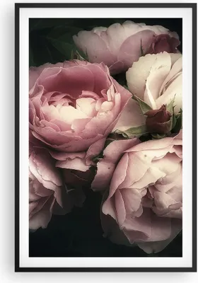 Produktbild von Gerahmtes Poster - Schwarzer Rahmen - Pfingstrose Blume - 61x91,5 cm - Wand Bild - Wanddeko - Wandbilder - Kunstposter - Wandposter - Bilderrahmen - Bilder - Kunstdruck - Wandbild - P2BPA61x91-3930