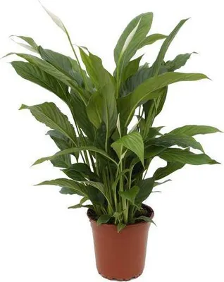 Produktbild von Einblatt Spathiphyllum Torelli Ø17cm 65cm Friedenslilie Luftreinigend blühend