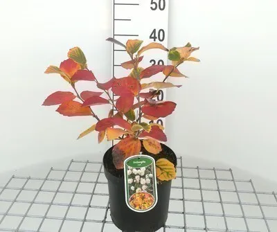 Obrázek produktu pro Fothergilla major ( monticola) - Velký keř s pýrem 25- 30 cm nádoba